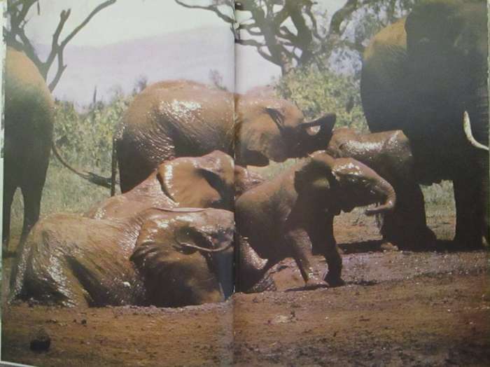 Among the Elephants