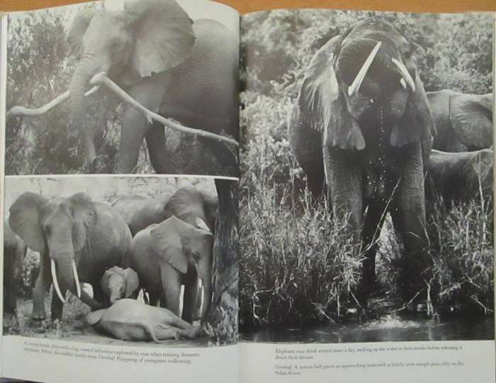 Among the Elephants