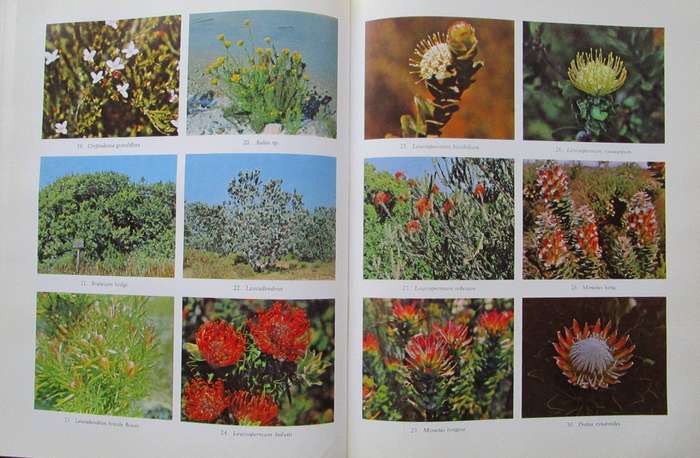 Families of Flowering Plants of Southern Africa