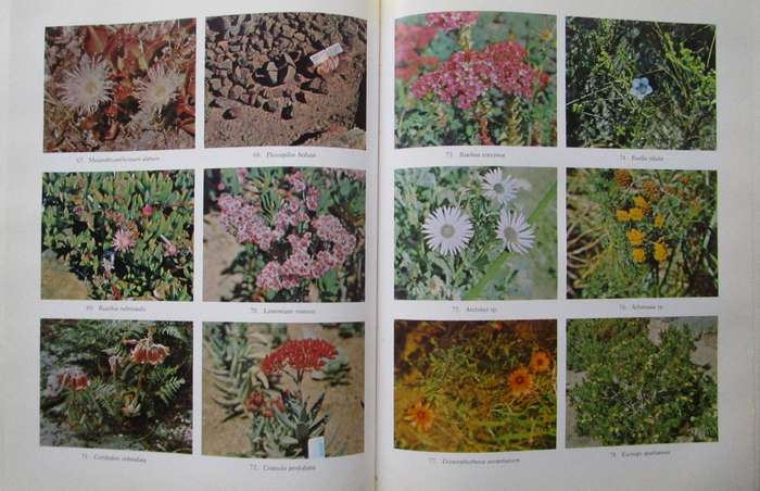 Families of Flowering Plants of Southern Africa