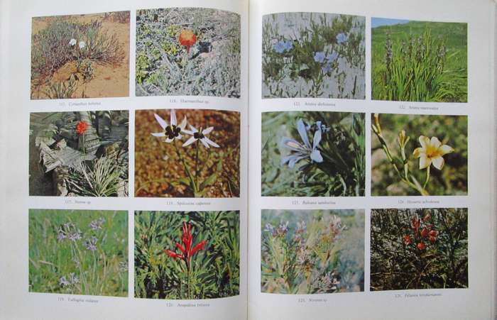 Families of Flowering Plants of Southern Africa