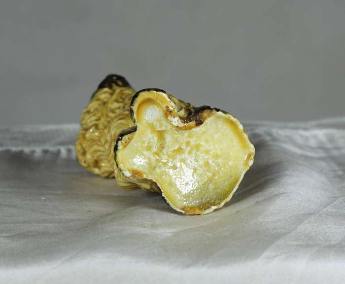 Small molded terrier