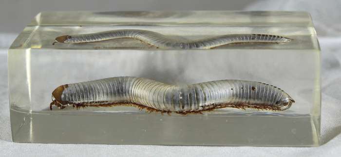 Centipede in a resin block