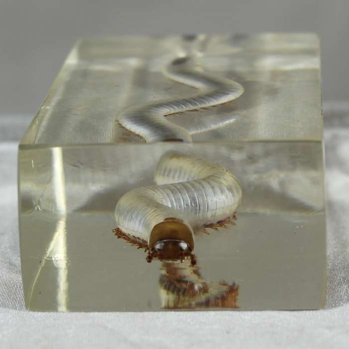 Centipede in a resin block