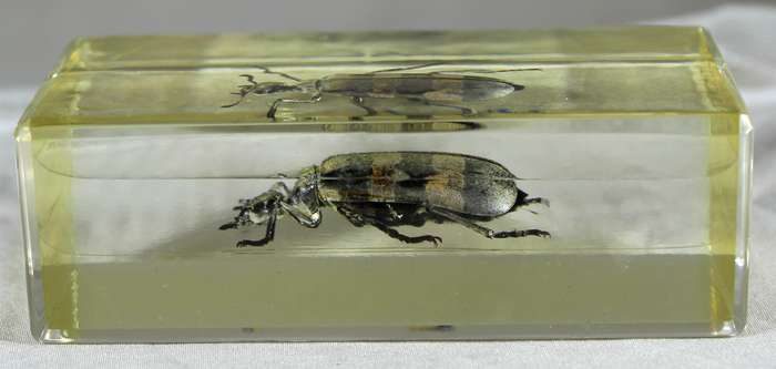 Longhorn beetle in a resin block