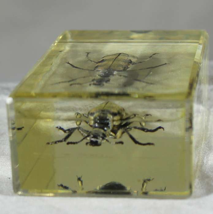 Longhorn beetle in a resin block