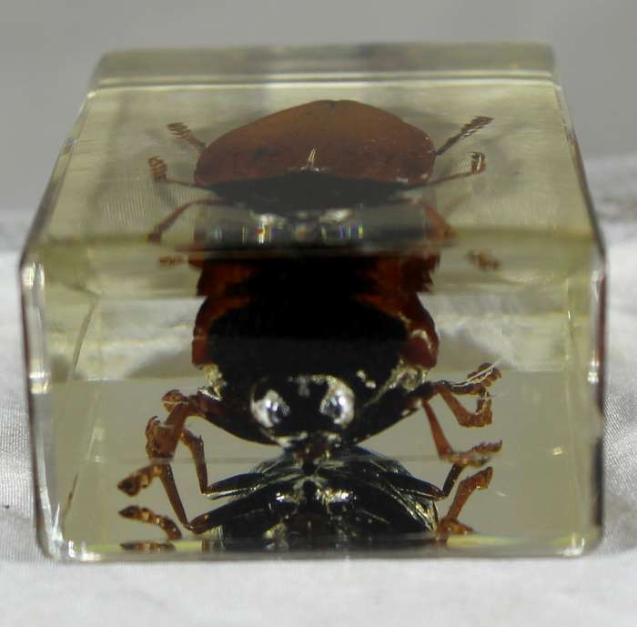 Giant cockroach in a resin block