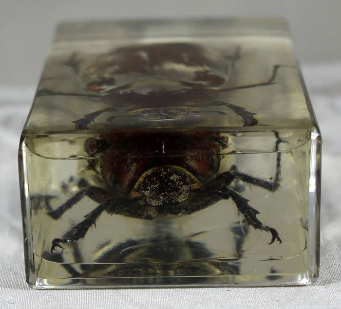 Gray-back cane beetle in a resin block