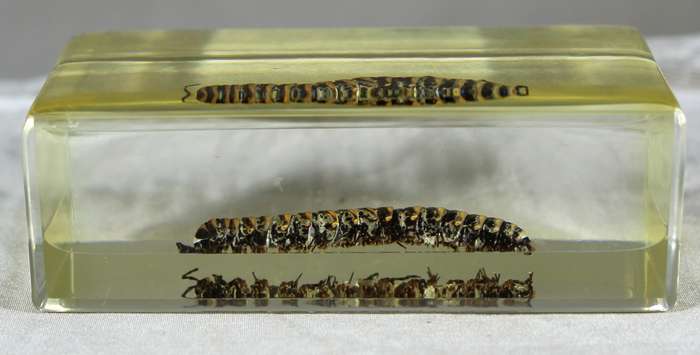Scolopendra in a resin block