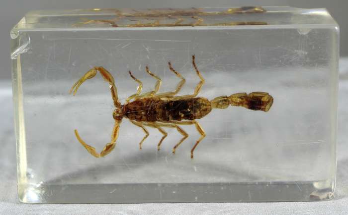 Pigmy thick tail scorpion in a resin block