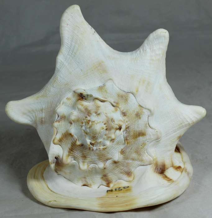 Large shell