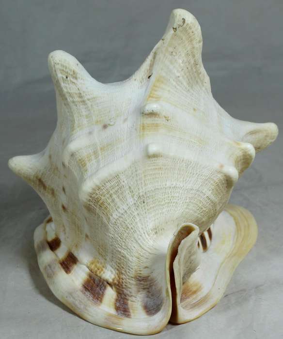 Large shell