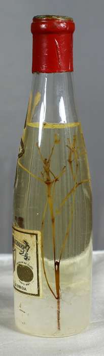 Mini liquor bottles - Ancora - Anis cristal