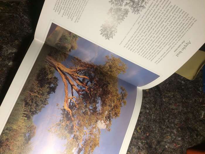 Bushveld Trees: Lifeblood of the Transvaal Lowveld - Malcolm Funston (2005 Hardcover)