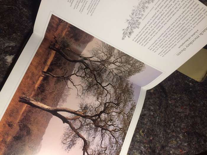 Bushveld Trees: Lifeblood of the Transvaal Lowveld - Malcolm Funston (2005 Hardcover)
