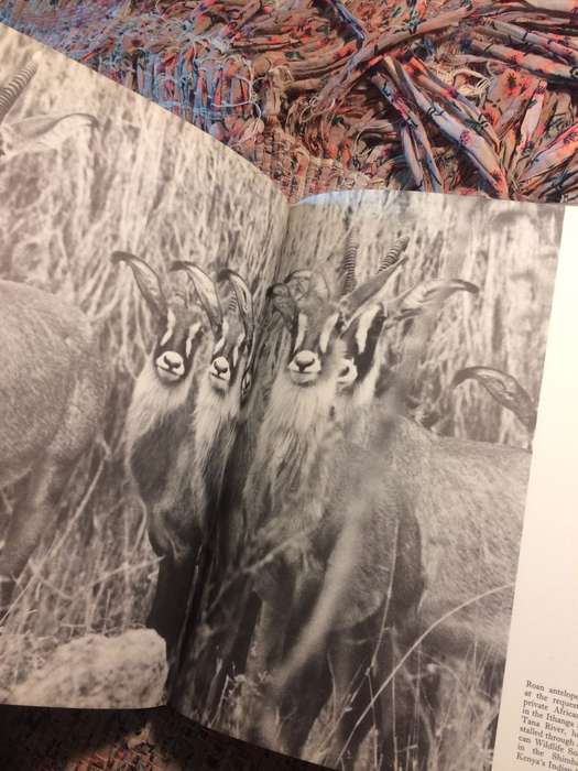 Vanishing Herds - Harshad C Patel (1973 1st Edition Large Format Hardcover) | MacMillan
