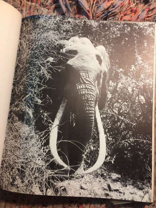Vanishing Herds - Harshad C Patel (1973 1st Edition Large Format Hardcover) | MacMillan