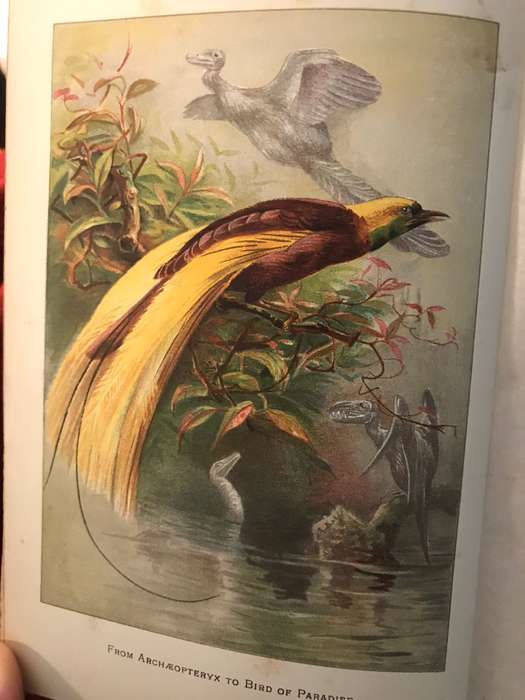 The Story of the Birds: Introduction to the Study of Ornithology - Charles Dixon (1900 1st Edition)