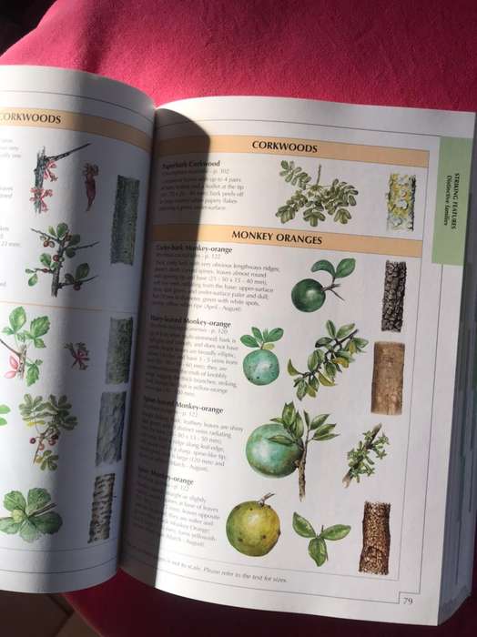 Sappi Tree Spotting: BUSHVELD (Including Pilansberg and Magaliesberg)