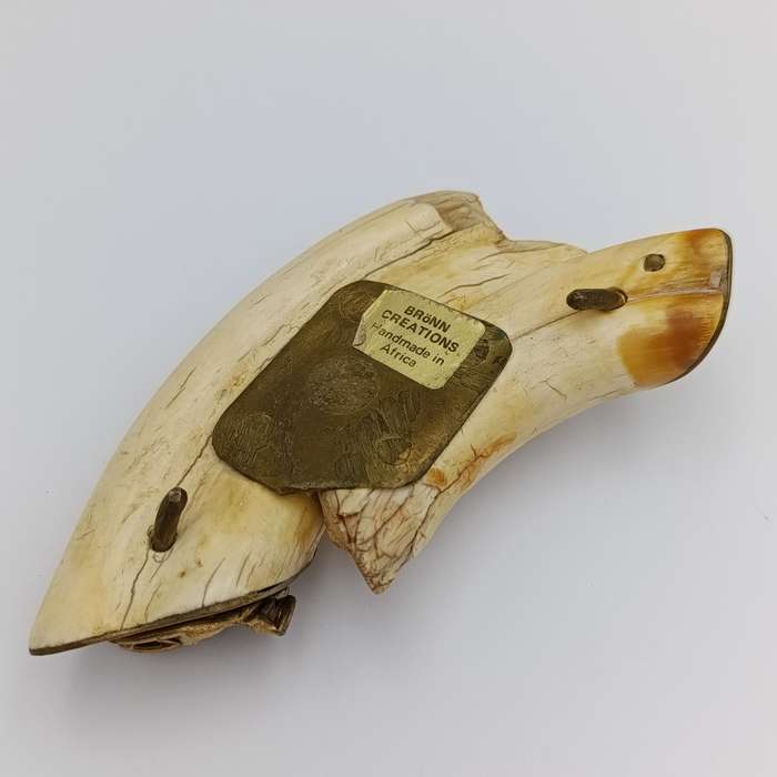 Custom made warthog tooth belt buckle