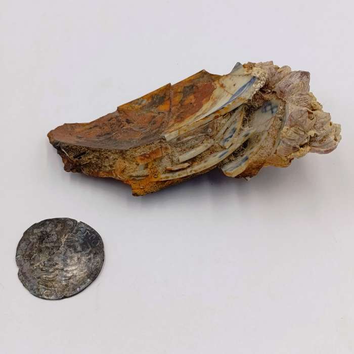 Shipwreck conglomorate with blue porcelain - Also shipwreck coin from the same wreck