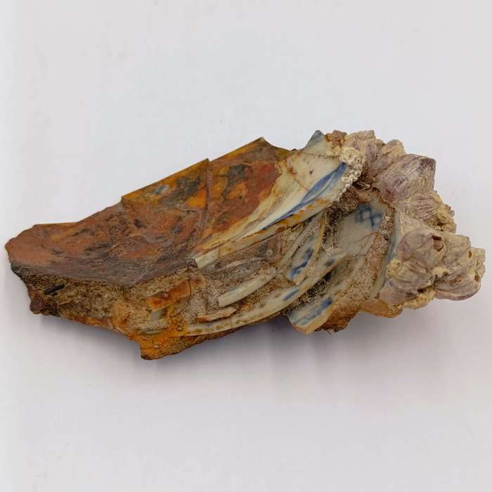 Shipwreck conglomorate with blue porcelain - Also shipwreck coin from the same wreck