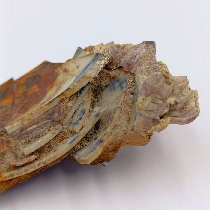Shipwreck conglomorate with blue porcelain - Also shipwreck coin from the same wreck