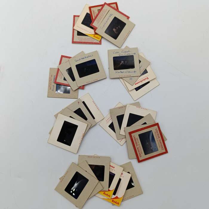 Vintage 8mm film reel and photo slides of Friesland cattle on Sir de Villiers Graaf farm