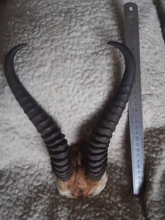 Springbok horns lot 2