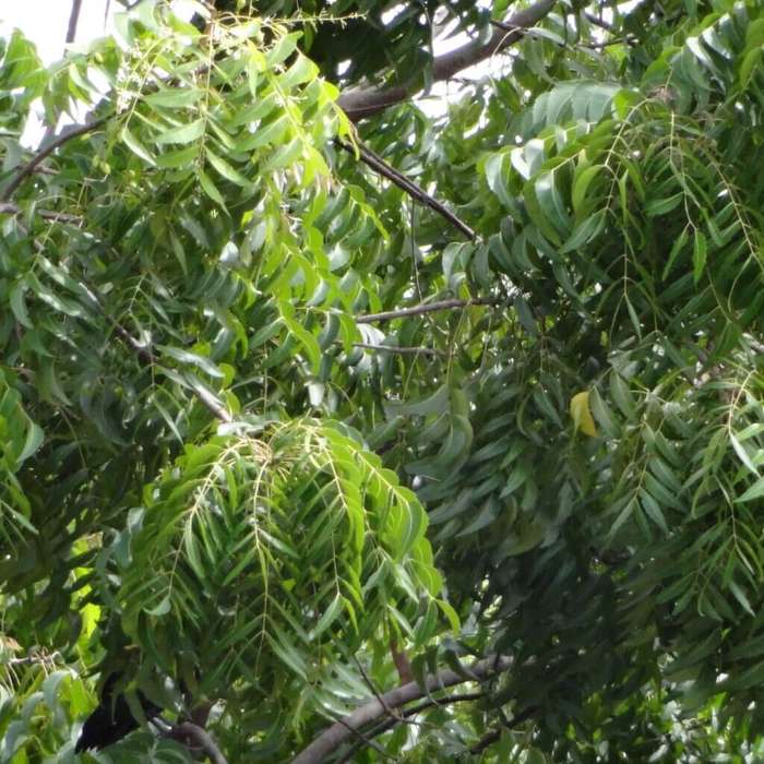 NEEM CAPSULES (120)