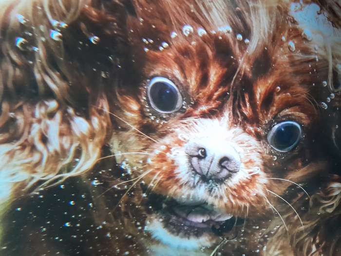 Underwater Dogs