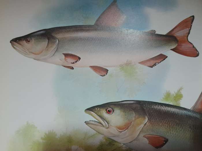 The encyclopedia of Vanished Species