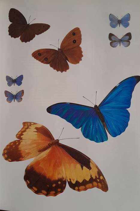 Butterflies of the World