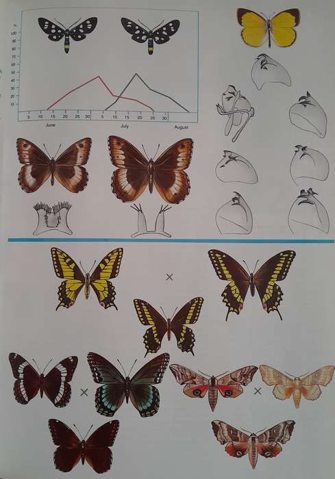 Butterflies of the World