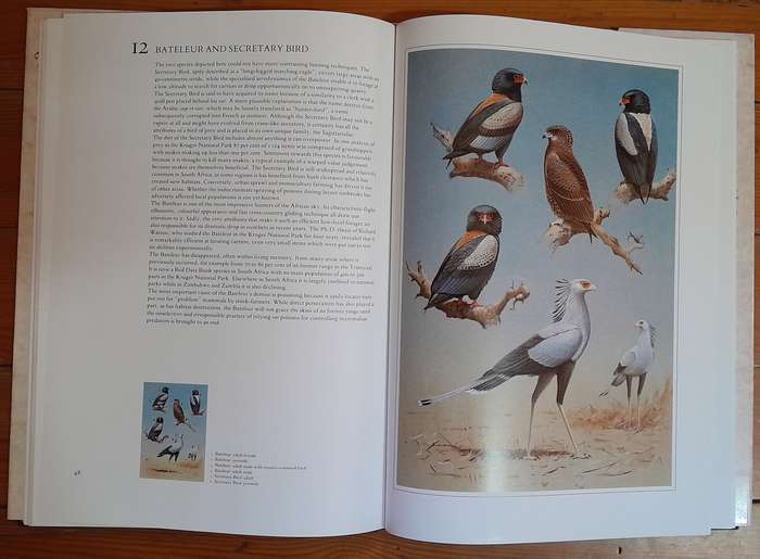 Hunters of the African Sky