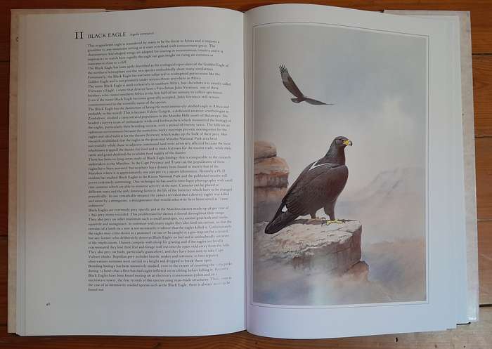 Hunters of the African Sky