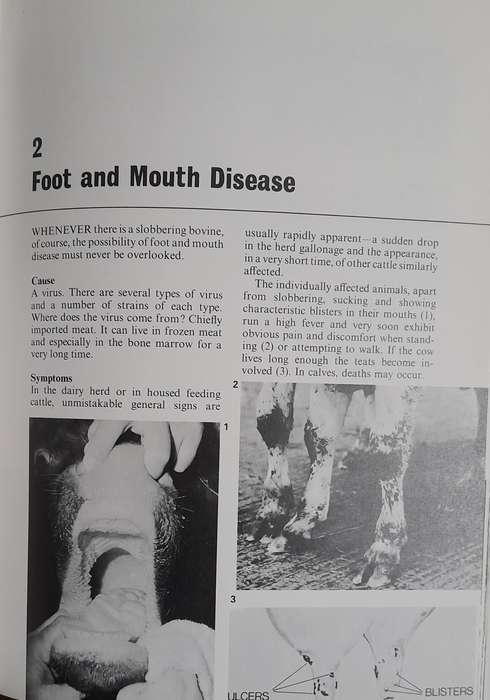 Cattle Ailments - Recognition and Treatment