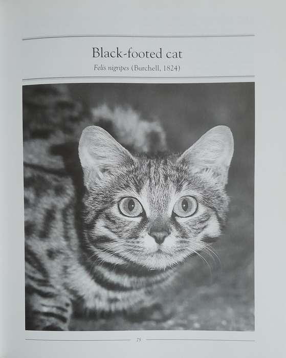 Wild Cats of the World