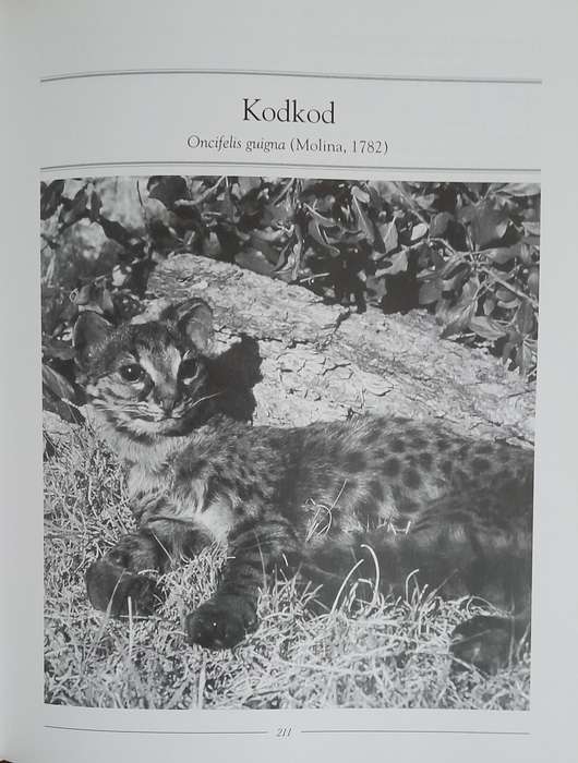 Wild Cats of the World