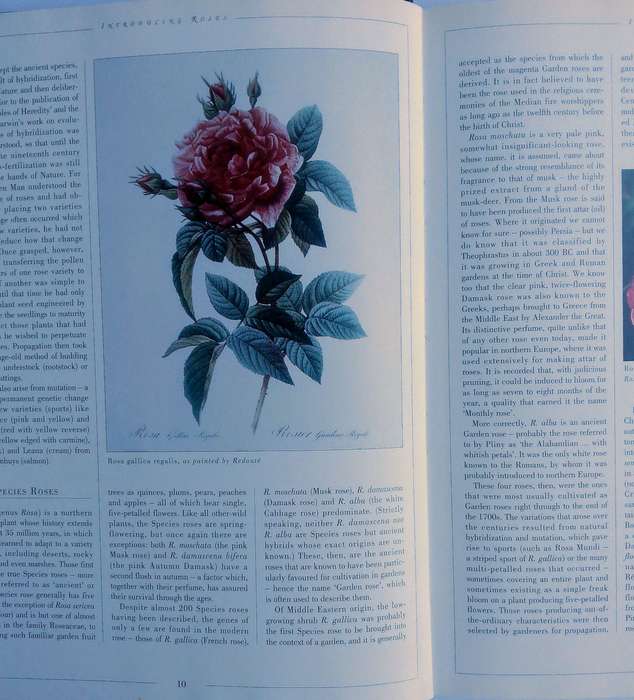Roses by Esther Geldenhuys