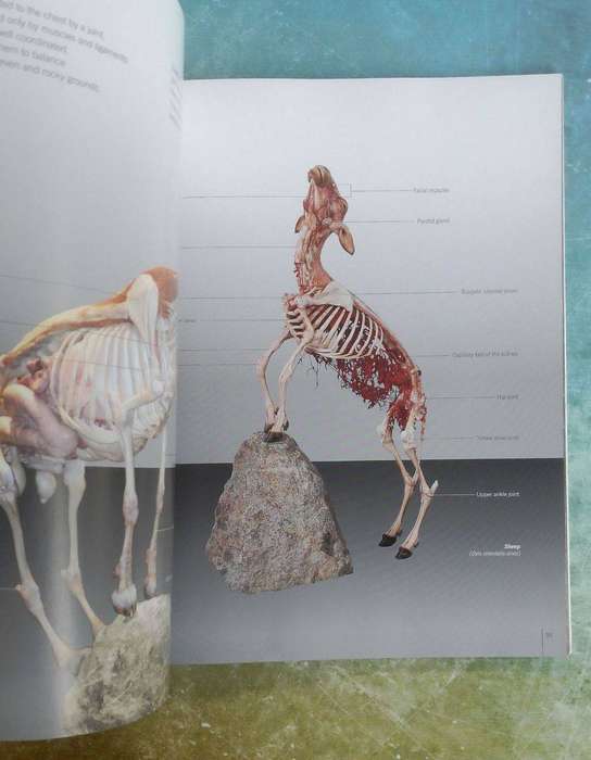 Body Worlds - Animals Inside Out