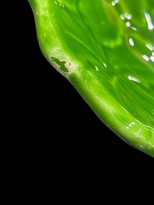 Bowls Cabbage Leaf Italy