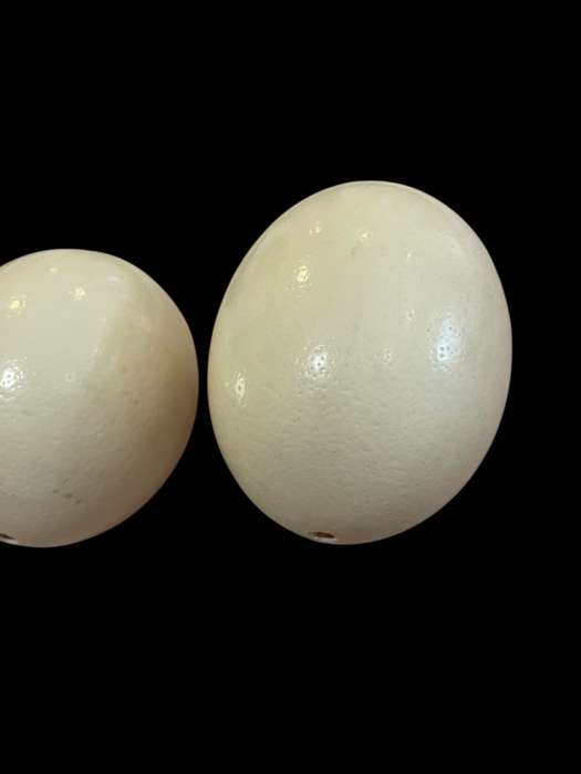 Ostrich eggs each