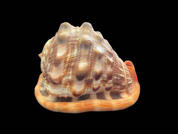 Ornament sea shell