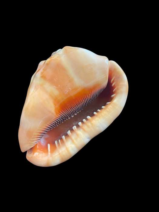 Ornament sea shell