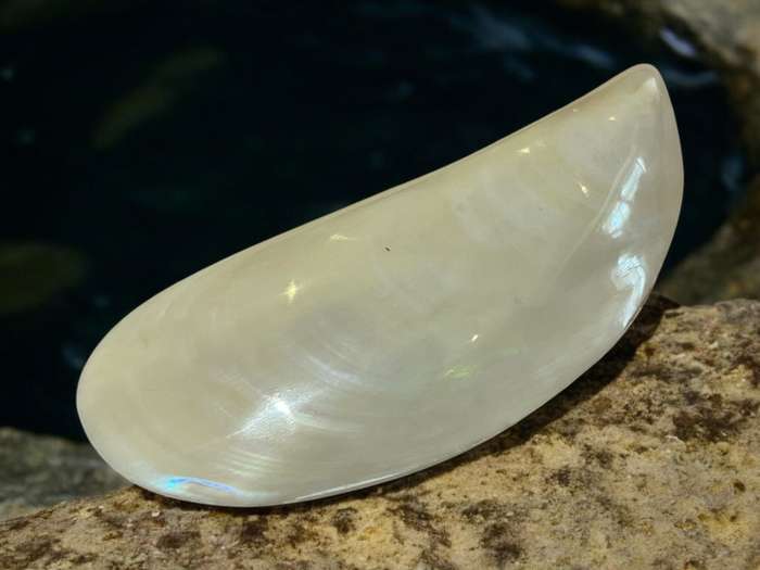 Ornament Shell