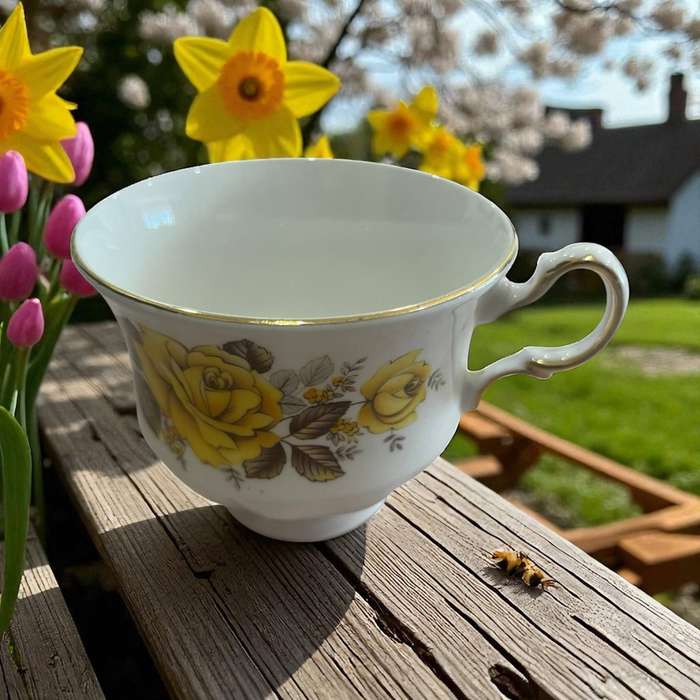Teacup Queen Anne(NR4)