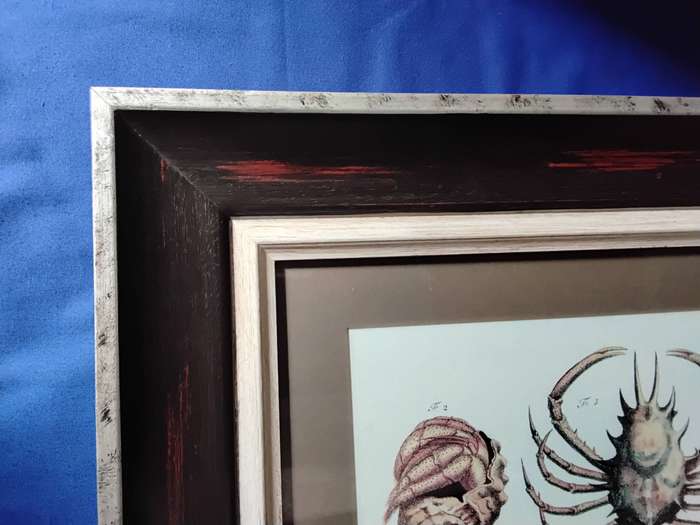 Framed Illustration Plate Print - A Natural History of Barbados