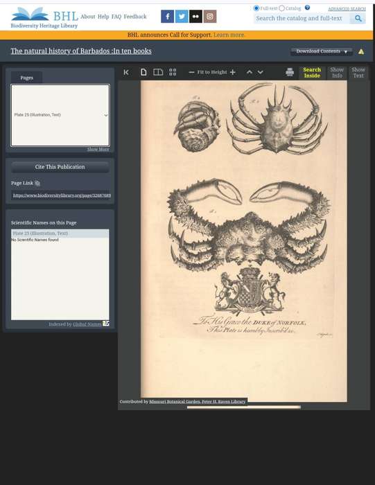 Framed Illustration Plate Print - A Natural History of Barbados