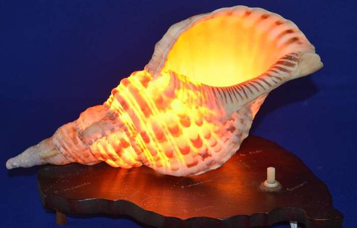 Natural Conch Sea Shell Lamp on Wooden Base